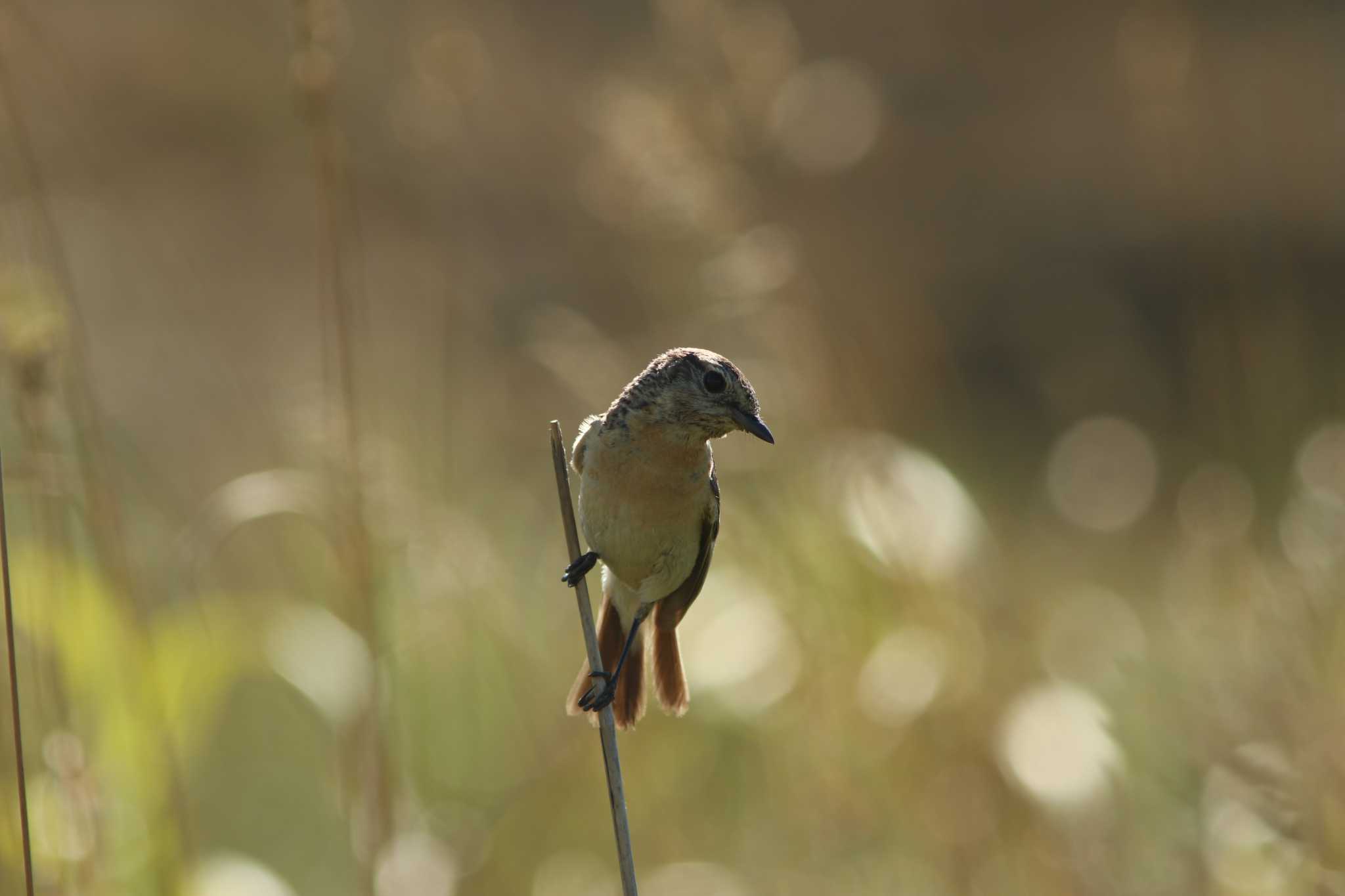 石狩はまなすの丘 ノビタキの写真 by contador