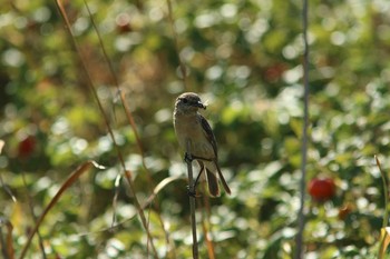 Amur Stonechat 石狩はまなすの丘 Sat, 7/31/2021