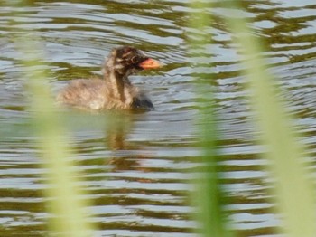 カイツブリ 東京港野鳥公園 2021年7月10日(土)