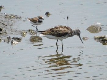 アオアシシギ 東京港野鳥公園 2021年7月31日(土)