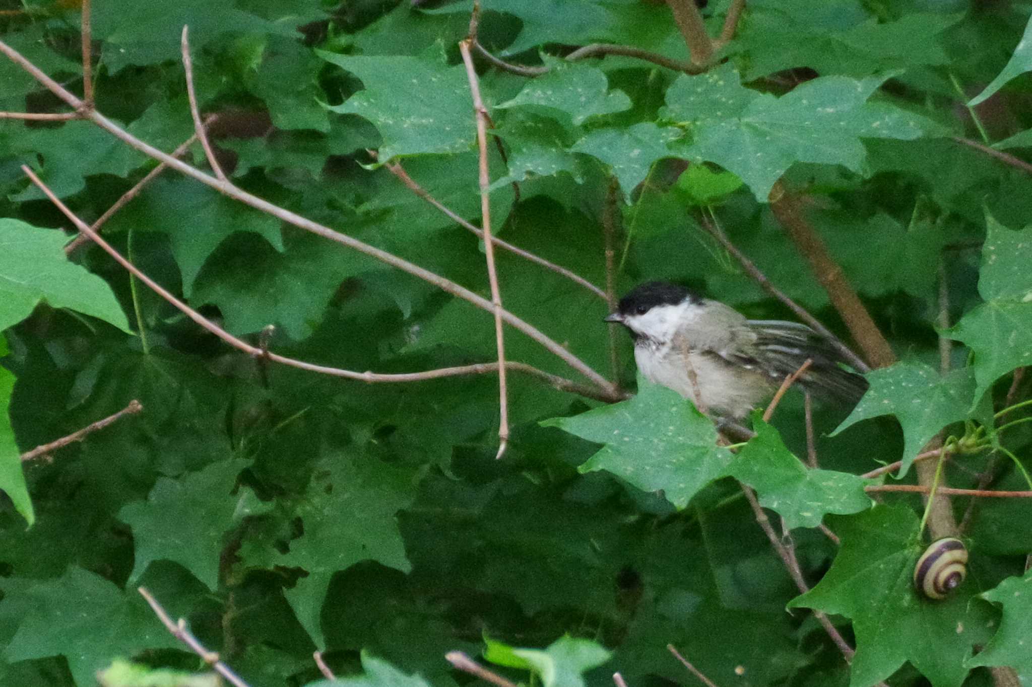 福井緑地(札幌市西区) ハシブトガラの写真 by 98_Ark (98ｱｰｸ)