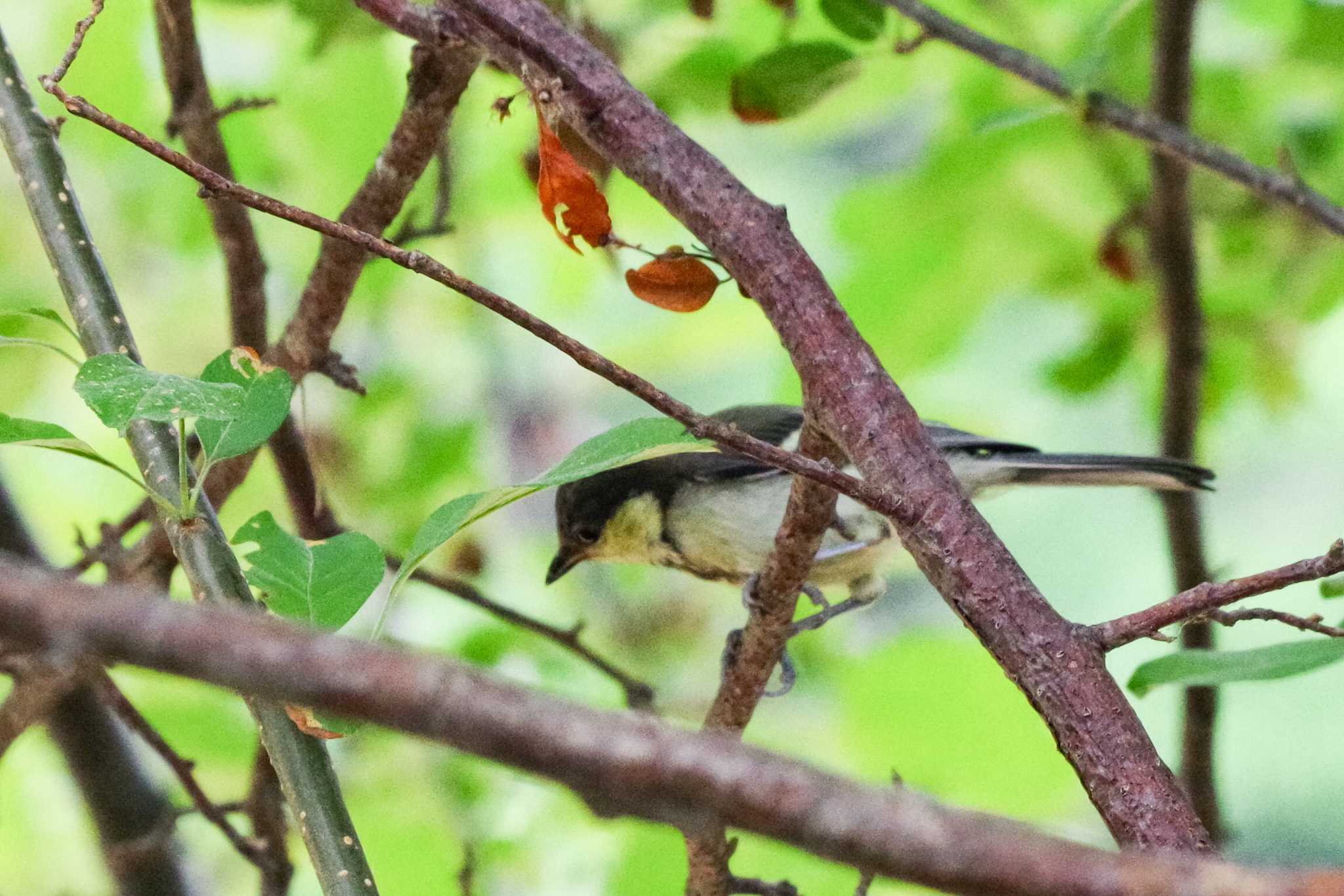 シジュウカラ