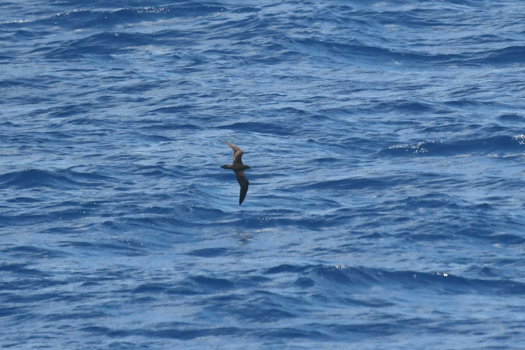 Photo of Bulwer's Petrel at 八丈島航路 by あひる