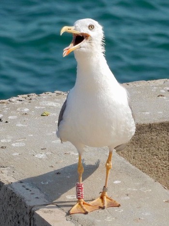 Yellow-legged Gull Tel Aviv, Israel  Thu, 7/29/2021