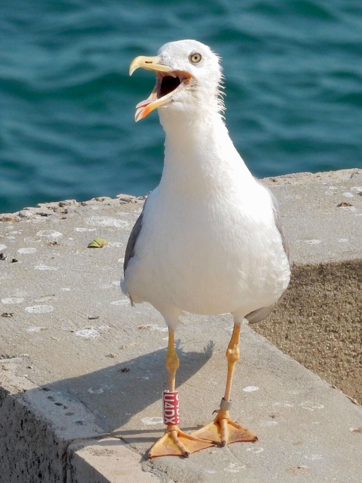 Yellow-legged Gull