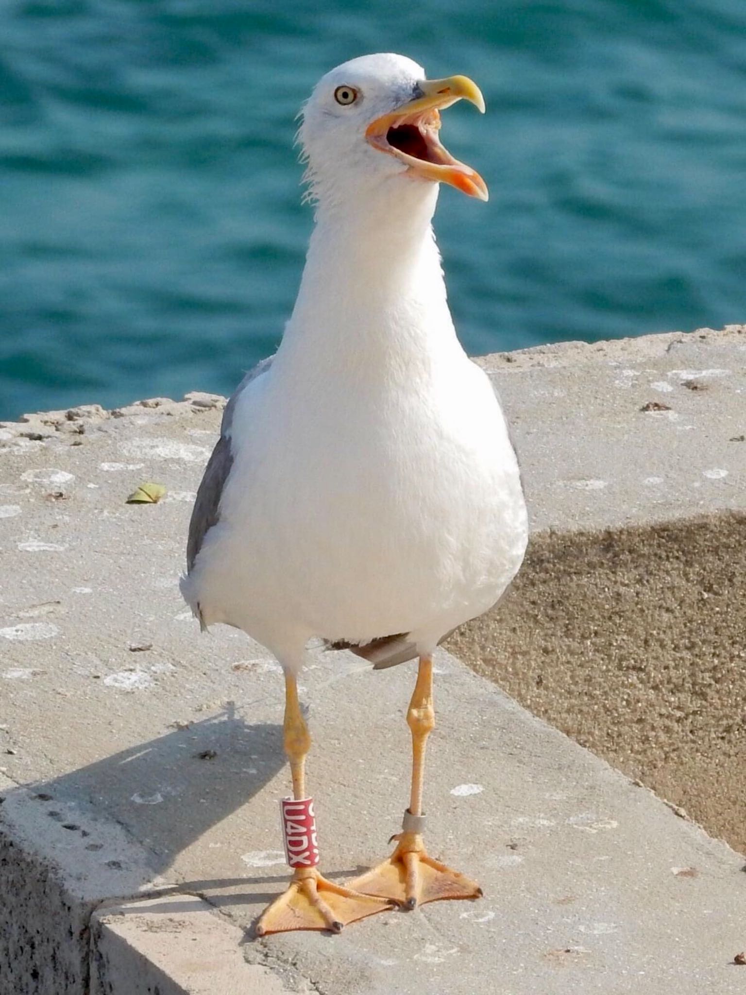 Photo of Yellow-legged Gull at Tel Aviv, Israel  by tlvatsko83