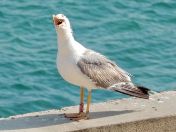 Yellow-legged Gull Tel Aviv, Israel  Thu, 7/29/2021