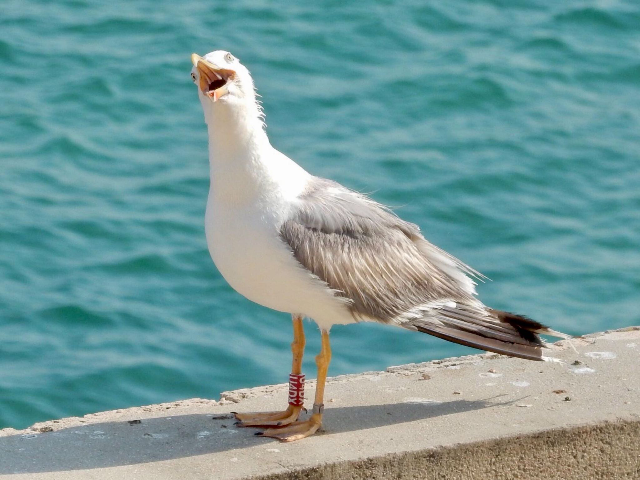 Tel Aviv, Israel  キアシセグロカモメの写真 by tlvatsko83