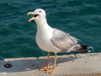 Yellow-legged Gull Tel Aviv, Israel  Thu, 7/29/2021