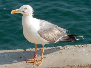 Yellow-legged Gull Tel Aviv, Israel  Thu, 7/29/2021