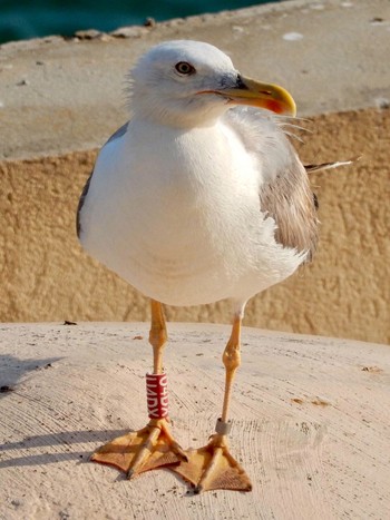 Yellow-legged Gull Tel Aviv, Israel  Thu, 7/29/2021