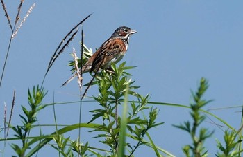 Chestnut-eared Bunting JGSDF Kita-Fuji Exercise Area Mon, 7/19/2021