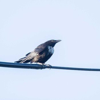 Carrion Crow ひたちなか市内 Wed, 8/4/2021