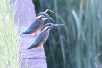 カワセミ 須崎調整池 2021年8月4日(水)