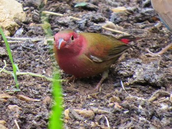 Brown Firefinch