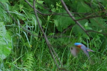 2021年8月5日(木) 福井緑地(札幌市西区)の野鳥観察記録