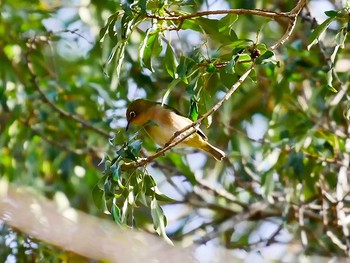 2017年3月18日(土) 宮城県仙台市・青葉山の野鳥観察記録