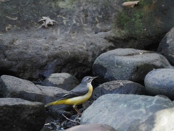 Grey Wagtail 泉の森公園 Tue, 1/21/2020