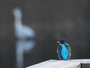 Common Kingfisher 泉の森公園 Mon, 1/28/2019