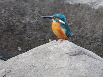 Common Kingfisher 神奈川県大和市 Mon, 1/28/2019