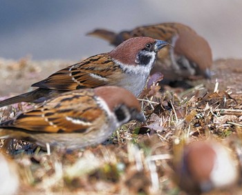 Eurasian Tree Sparrow 相模原市南区 Thu, 1/21/2021