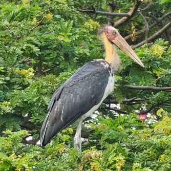 コハゲコウ Bang Phra Non-Hunting area 2021年8月4日(水)