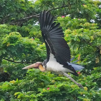 Wed, 8/4/2021 Birding report at Bang Phra Non-Hunting area