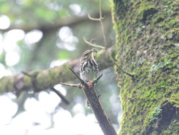 2021年7月10日(土) 西臼塚の野鳥観察記録