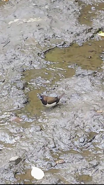 Javan Munia Ubud Mon, 8/5/2019