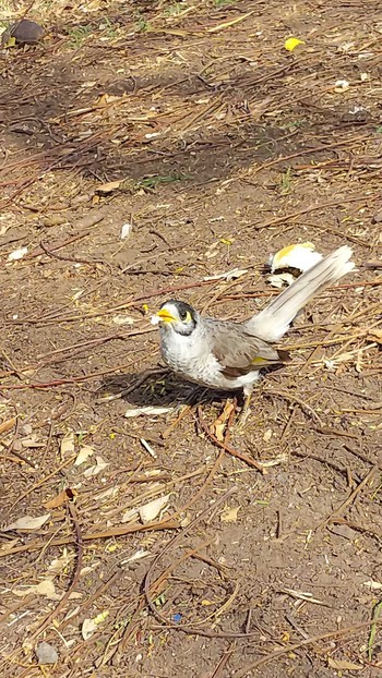 クロガシラミツスイ