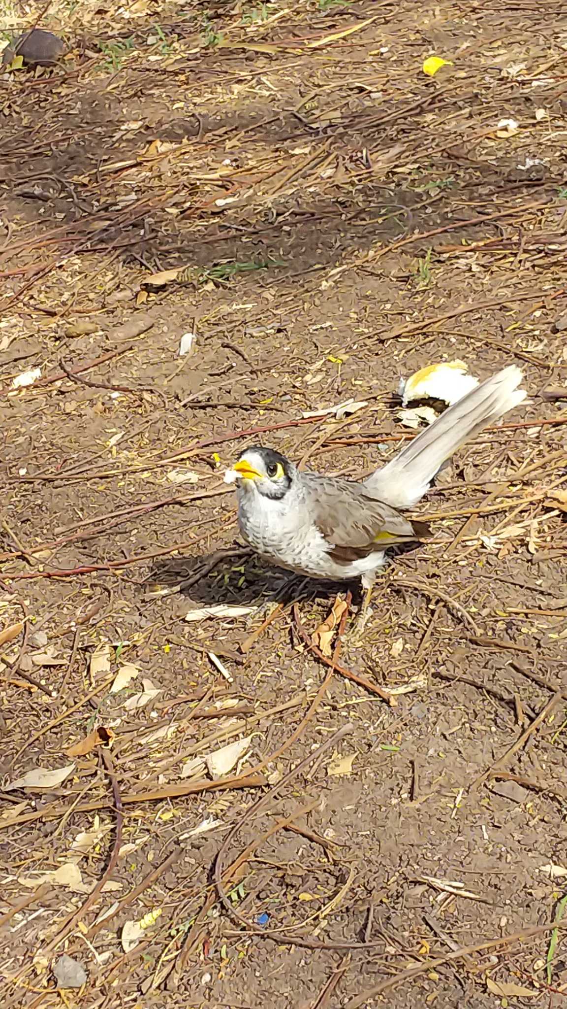 Brisbane City Botanic Gardens クロガシラミツスイの写真 by rm58