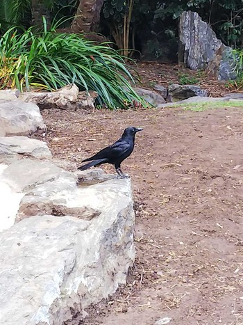 ミナミワタリガラス Brisbane City Botanic Gardens 2018年10月1日(月)