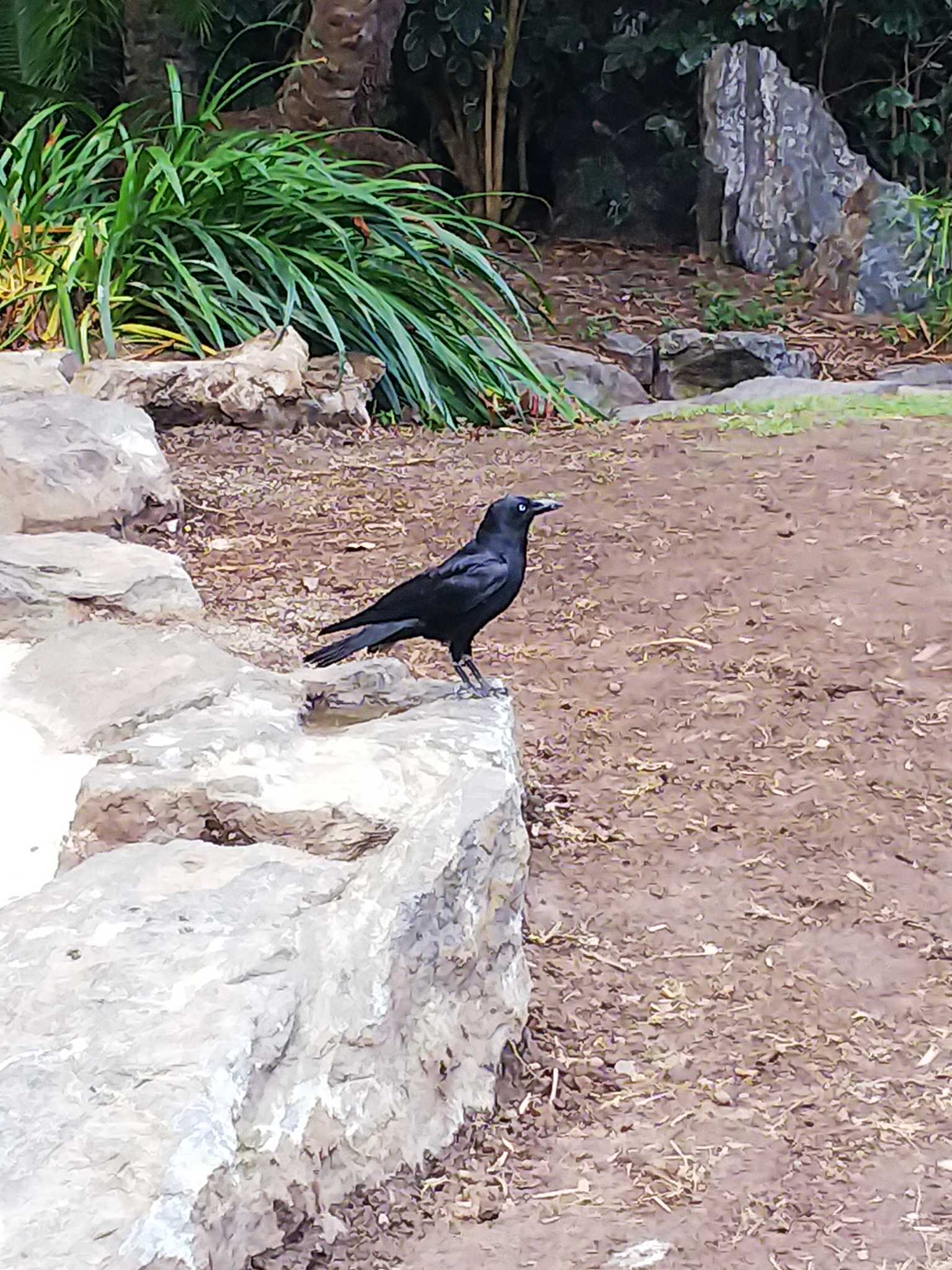 Photo of Australian Raven at Brisbane City Botanic Gardens by rm58