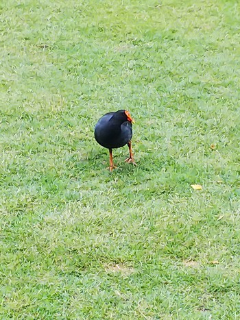 Dusky Moorhen Brisbane City Botanic Gardens Mon, 10/1/2018