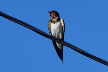 2021年8月5日(木) 東京都北区の野鳥観察記録