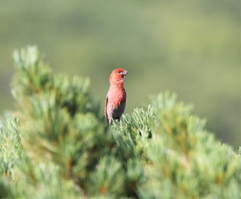 Pine Grosbeak Shiretoko Pass Tue, 8/3/2021