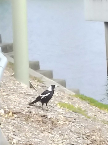 Australian Magpie ゴールドコースト Tue, 9/25/2018