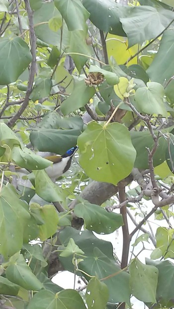 Blue-faced Honeyeater Paradise Island Tue, 9/25/2018