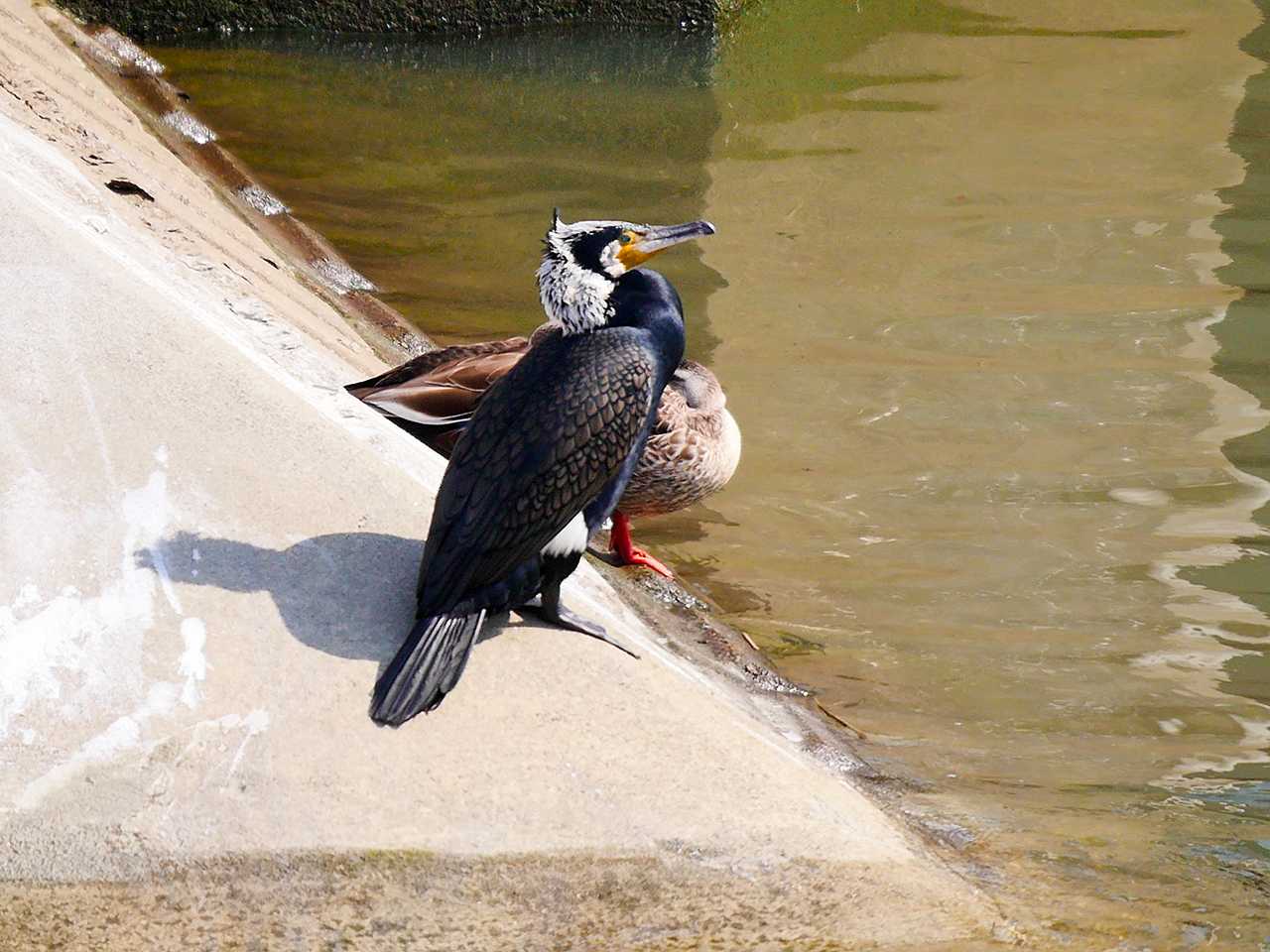 宮城県仙台市・梅田川 カワウの写真 by ごりぺん