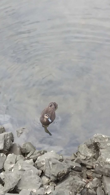 Pacific Black Duck Paradise Island Tue, 9/25/2018