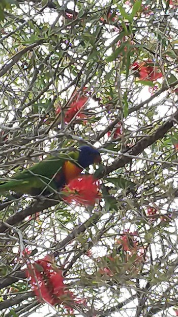 Rainbow Lorikeet Nerang Velodrome Wed, 9/26/2018