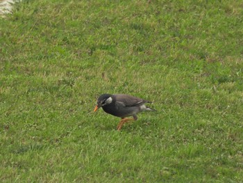 2021年5月22日(土) 永谷川遊水地（遊水地から赤関橋）の野鳥観察記録