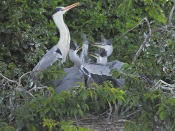 2021年5月15日(土) 轡堰の野鳥観察記録