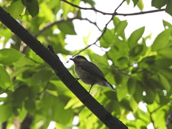 2021年5月9日(日) 下永谷市民の森の野鳥観察記録
