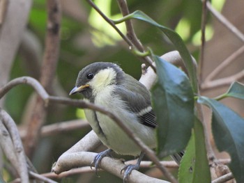 Japanese Tit 下永谷市民の森 Sun, 5/9/2021