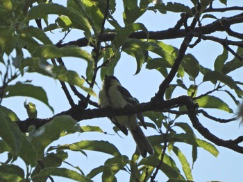 Japanese Tit 下永谷市民の森 Tue, 5/25/2021