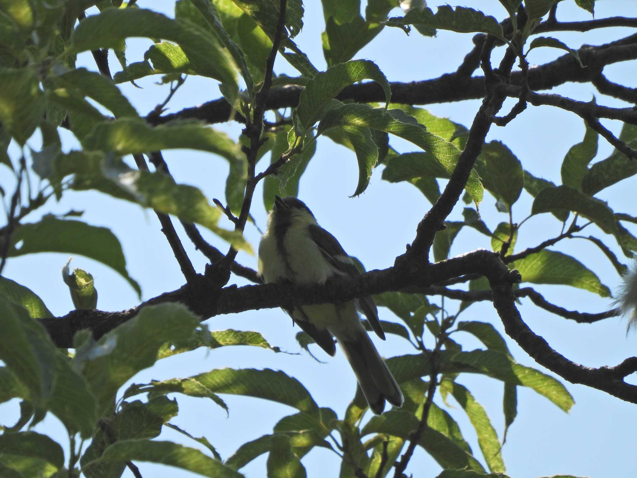 Japanese Tit