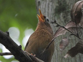 2021年5月24日(月) 下永谷市民の森の野鳥観察記録