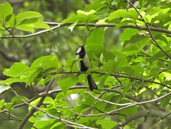 Japanese Tit 下永谷市民の森 Mon, 5/24/2021