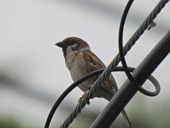 Eurasian Tree Sparrow 下永谷市民の森 Mon, 5/24/2021